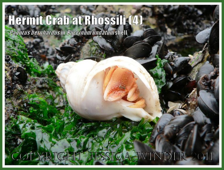 Hermit Crab (Pagurus bernhardus) emerging from a Common Whelk shell (Buccinum undatum) at Burry Holms, Rhossili, Gower, South Wales (4)