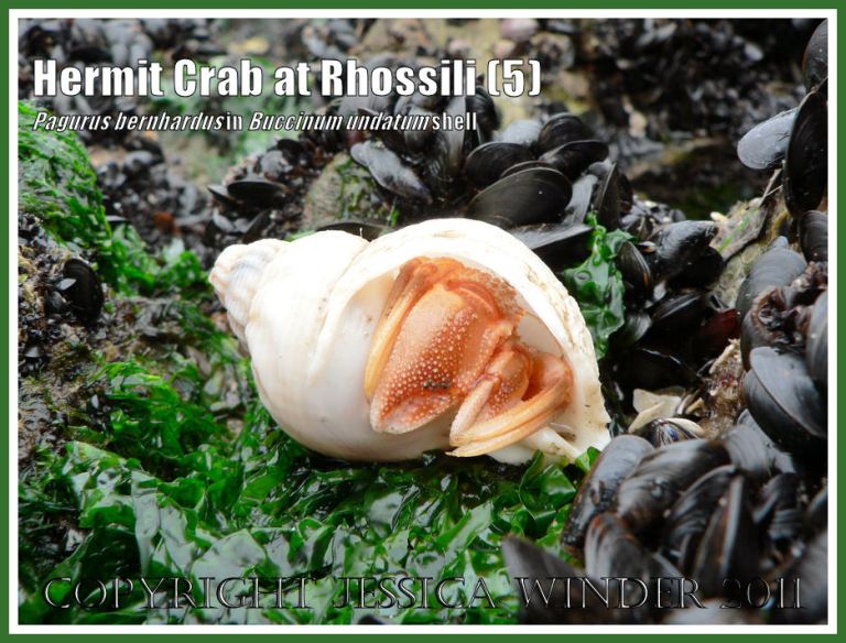 Hermit Crab (Pagurus bernhardus) emerging from a Common Whelk shell (Buccinum undatum) at Burry Holms, Rhossili, Gower, South Wales (5)