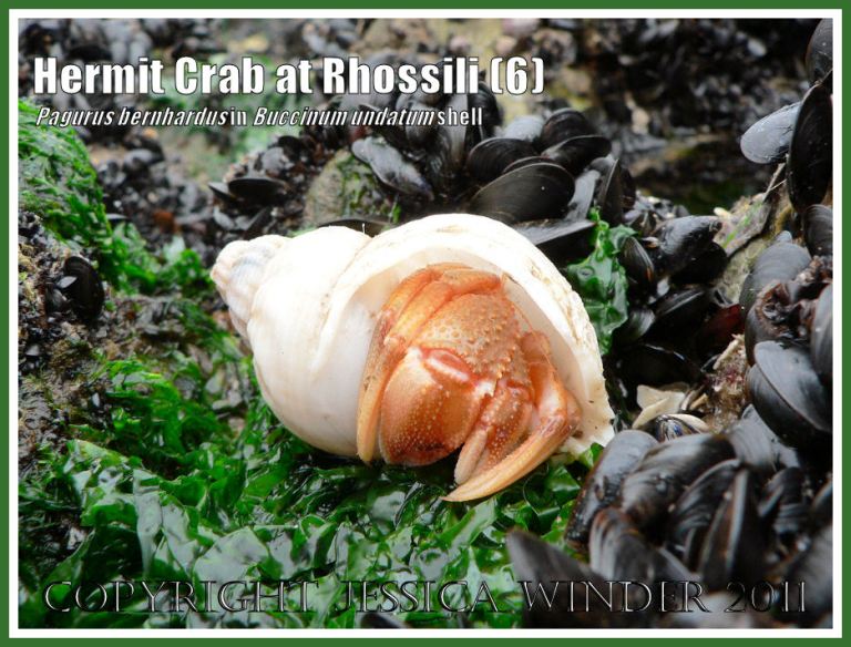 Hermit Crab (Pagurus bernhardus) emerging from a Common Whelk shell (Buccinum undatum) at Burry Holms, Rhossili, Gower, South Wales (6)