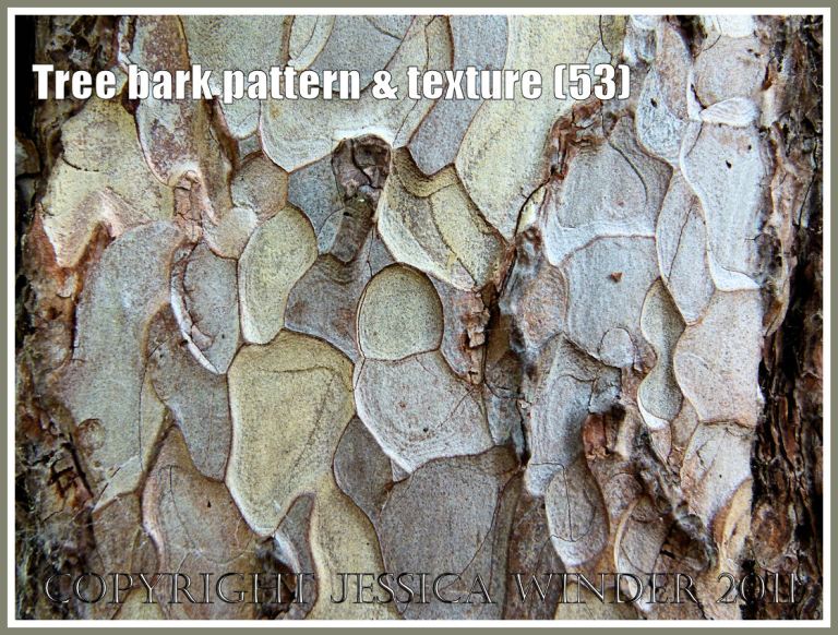 Stone Pine (Pinus nigra) bark pattern and texture (53)
