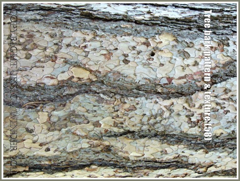 Stone Pine (Pinus nigra) bark pattern and texture (58)