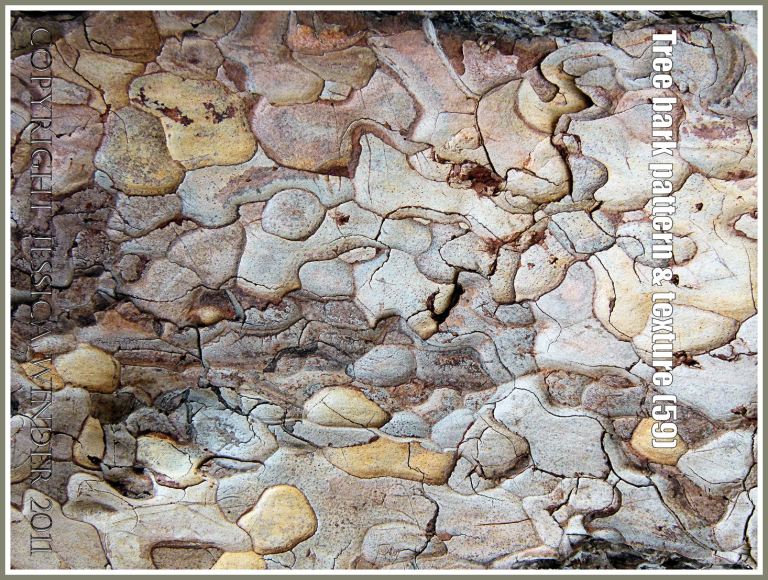 Stone Pine (Pinus nigra) bark pattern and texture (59)