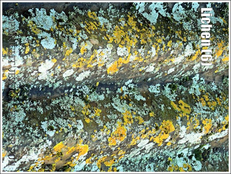 Lichen patterns: Abstract pattern of yellow and pale blue-green lichens on currugated iron, Charlton Down, Dorset, UK (6)