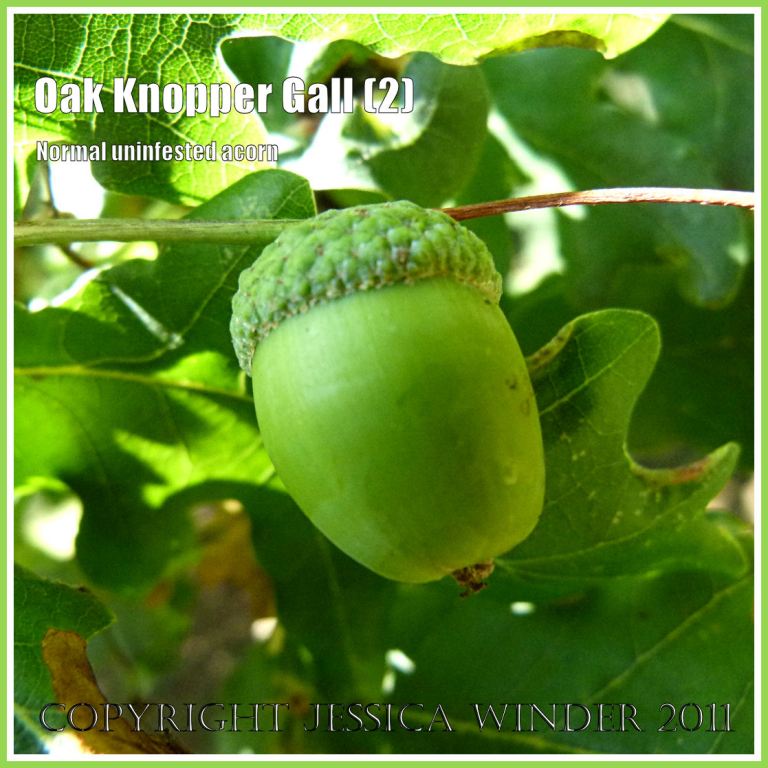 Uninfested acorn without gall: Normal uninfested acorn on Oak, unaffected by the egg-laying activities of the Andricus quercuscalcis wasp. (2)