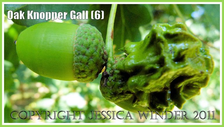 Acorns on an Oak tree; Acorn Knopper Gall on right side of image;  normal acorn on left (6)