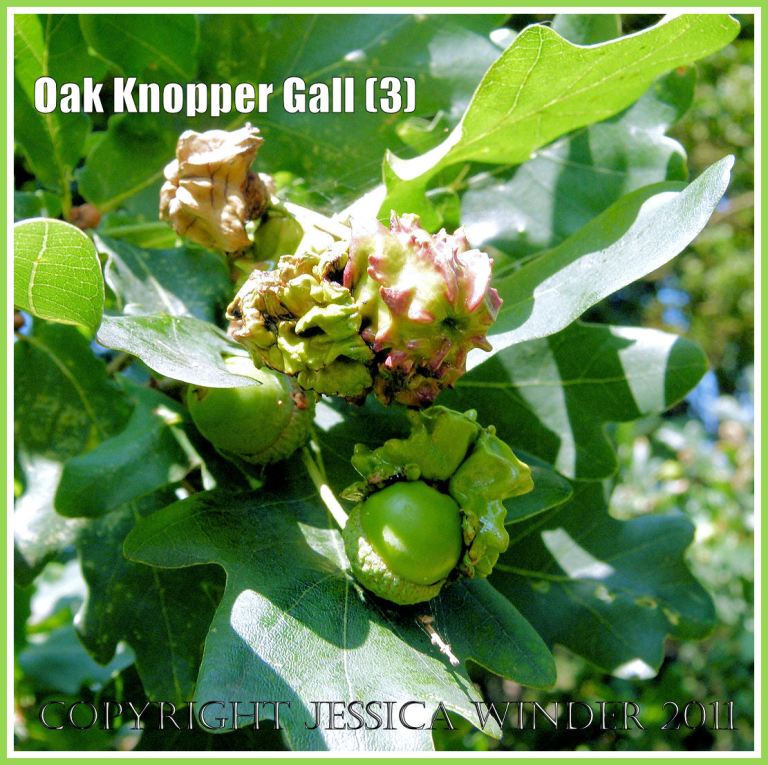 Galls on Oak trees: Acorn Knopper Galls on acorns: abnormal growths caused by the wasp Andricus quercuscalcis (3)