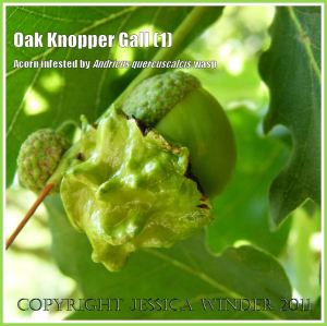 Acorn Knopper Gall on Oak, caused by the wasp Andricus quercuscalcis laying eggs in the growing tissues of the tree. (1)
