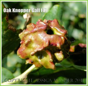 Acorn Knopper Gall on acorns: abnormal growth caused by the wasp Andricus quercuscalcis (3)
