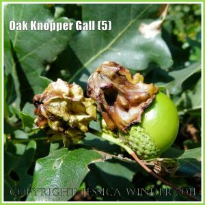 Acorn Knopper Galls on acorns: abnormal growths caused by the wasp Andricus quercuscalcis (5)
