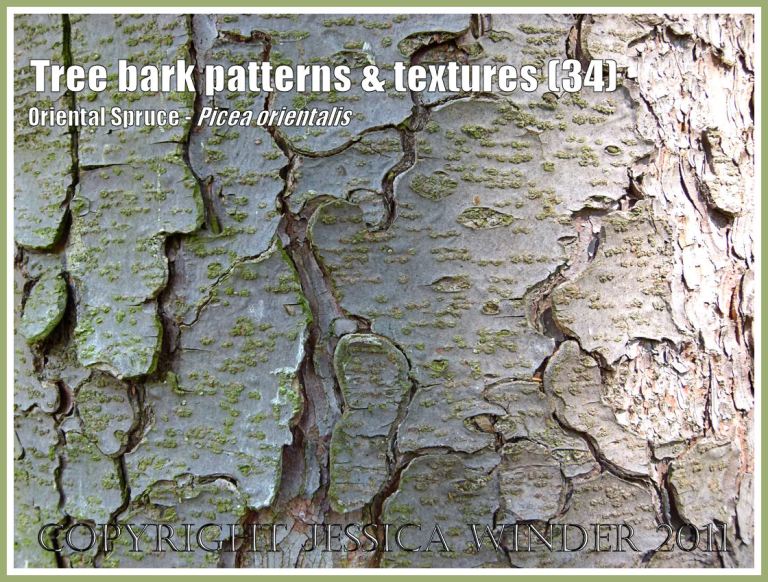 Picea orientalis bark texture: Tree bark pattern and texture in the Oriental Spruce, Picea orientalis (34)