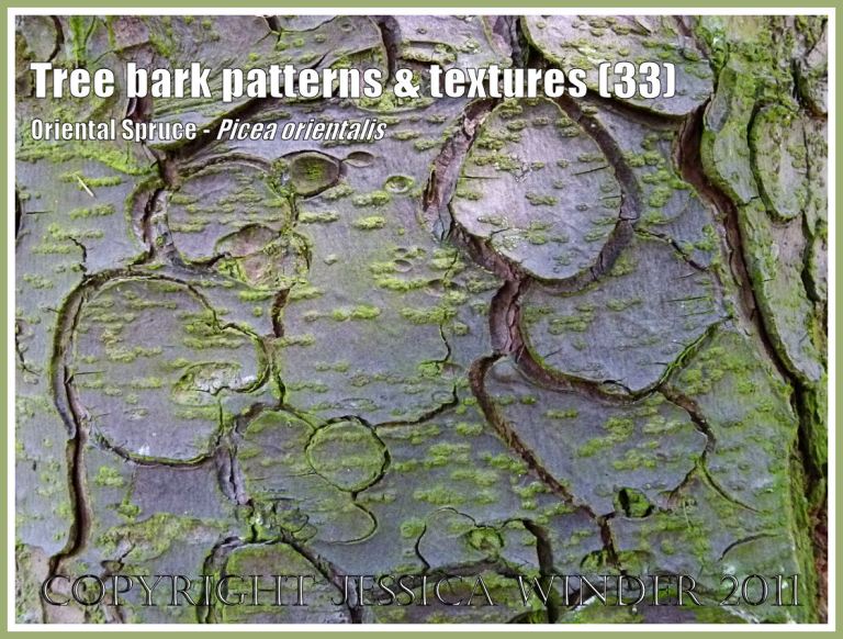 Oriental Spruce bark pattern: Tree bark pattern and texture in the Oriental Spruce, Picea orientalis (33)