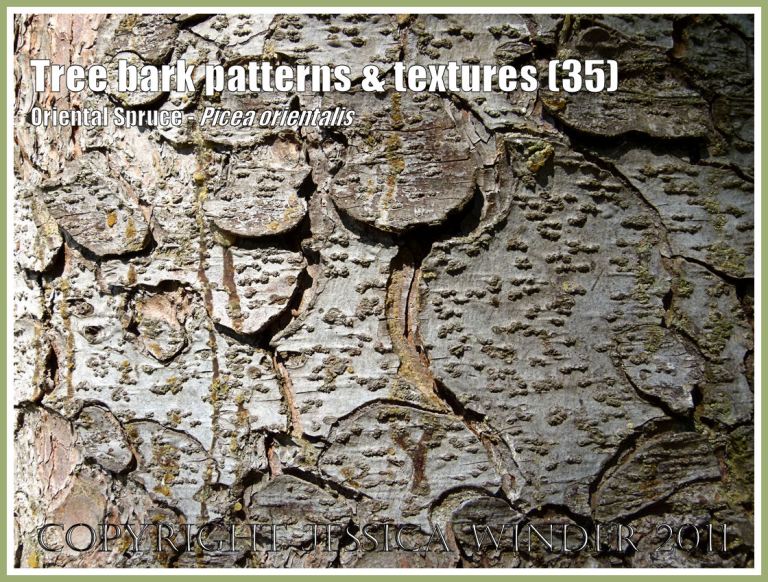 Patterns in nature: Tree bark pattern and texture in the Oriental Spruce, Picea orientalis (35)