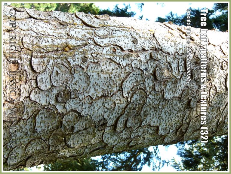 Bark patterns: Tree bark pattern and texture in the Oriental Spruce, Picea orientalis (32)
