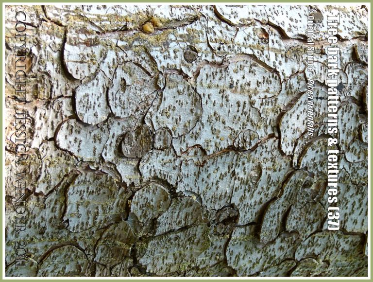 Natural patterns: Tree bark pattern and texture in the Oriental Spruce, Picea orientalis (37)