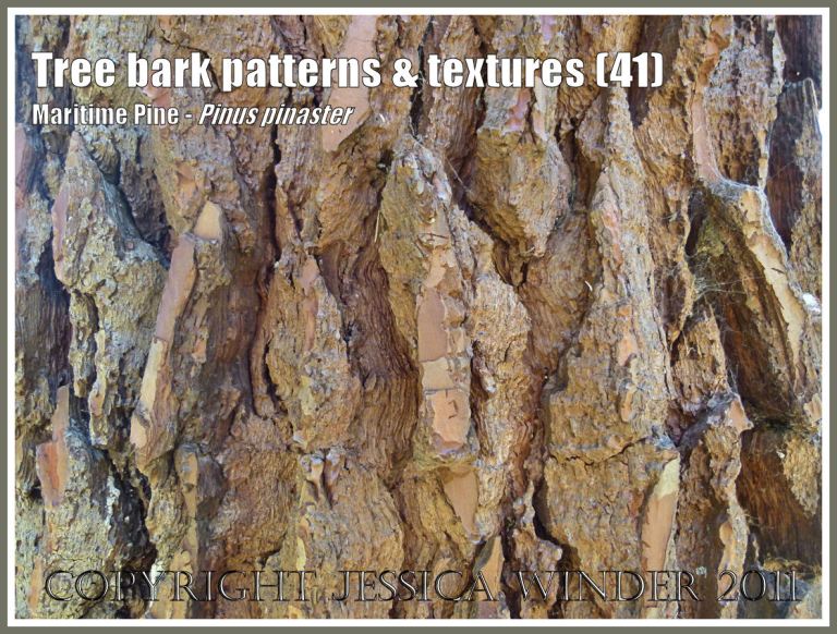 P1080853MaritimePineBlog41 Tree bark pattern and texture in the Maritime Pine, Pinus pinaster, from the south-facing side of the tree (41) Natural patterns: Tree bark pattern and texture in the Maritime Pine, Pinus pinaster, from the south-facing side of the tree (41)