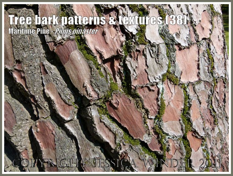 P1080857MaritimePineBlog38 Tree bark pattern and texture in the Maritime Pine, Pinus pinaster, from the north-facing side of the tree (38) Maritime Pine bark: Tree bark pattern and texture in the Maritime Pine, Pinus pinaster, from the north-facing side of the tree (38)