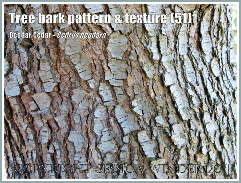 Deodar Cedar bark: Tree bark pattern and texture in Deodar Cedar, Cedrus deodara (51)