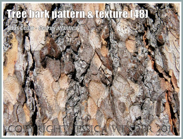 Natural abstract patterns: Bark pattern and texture in Atlas Cedar, Cedrus atlantica (48)