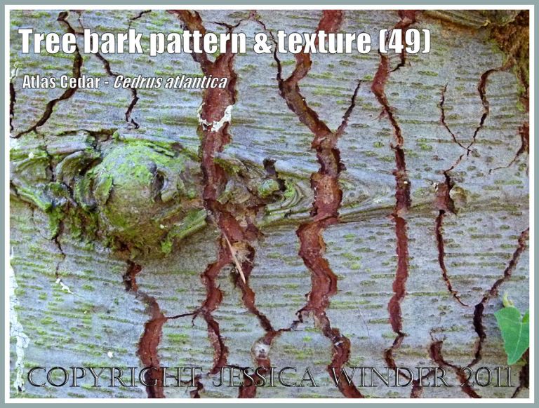 natural abstract patterns: Bark pattern and texture in Atlas Cedar, Cedrus atlantica (49)