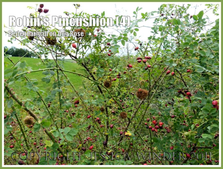 Robin's Pincushions, Bedeguar Galls, or Moss Galls caused by the developing larvae of the small wasp Diplolepsis rosae in wild Dog Rose. Charlton Down, Dorset, UK, October 2011 (4)