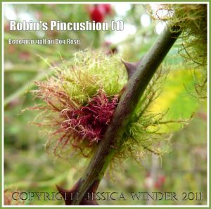 Robin's Pincushion or Bedeguar Gall caused by the developing larvae of the small wasp Diplolepsis rosae in wild Dog Rose. Charlton Down, Dorset, UK, October 2011 (1)