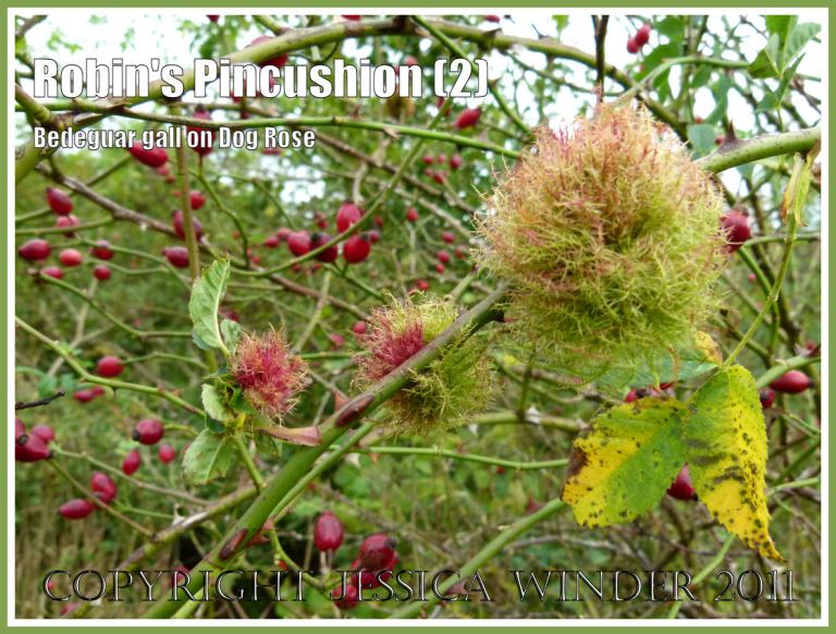 Moss Galls amongst the Rose Hips: Robin's Pincushions, Bedeguar Galls, or Moss Galls caused by the developing larvae of the small wasp Diplolepsis rosae in wild Dog Rose. Charlton Down, Dorset, UK, October 2011 (2)