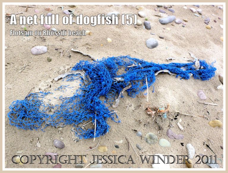 Dead catch of fish in net on the beach: Dead Dogfish in a blue fishing net on the sandy Rhossili strandline, Gower, South Wales, UK (5)