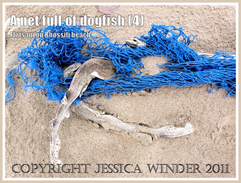 Lesser Spotted Dogfish: : Dead Dogfish in a blue fishing net on the sandy Rhossili strandline, Gower, South Wales, UK (4)