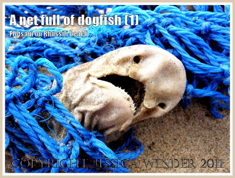 Scyliorhinus caniculus (L.): Dead Dogfish in a blue fishing net on the sandy Rhossili strandline, Gower, South Wales, UK (1)