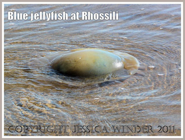 P1110555aBlog4 A Dustbin-lid Jellyfish, Rhizostoma octopus (Linnaeus), drifting ashore at Rhossili Bay, Gower, South Wales, UK (4) A Dustbin-lid Jellyfish, Rhizostoma octopus (Linnaeus), drifting ashore at Rhossili Bay, Gower, South Wales, UK (4)