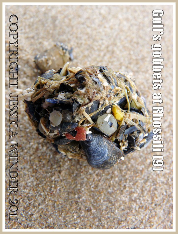Regurgitated indigestible food matter from a seabird on Rhossili beach, Gower, South Wales, showing pieces of coloured plastic and mussel shells (9)