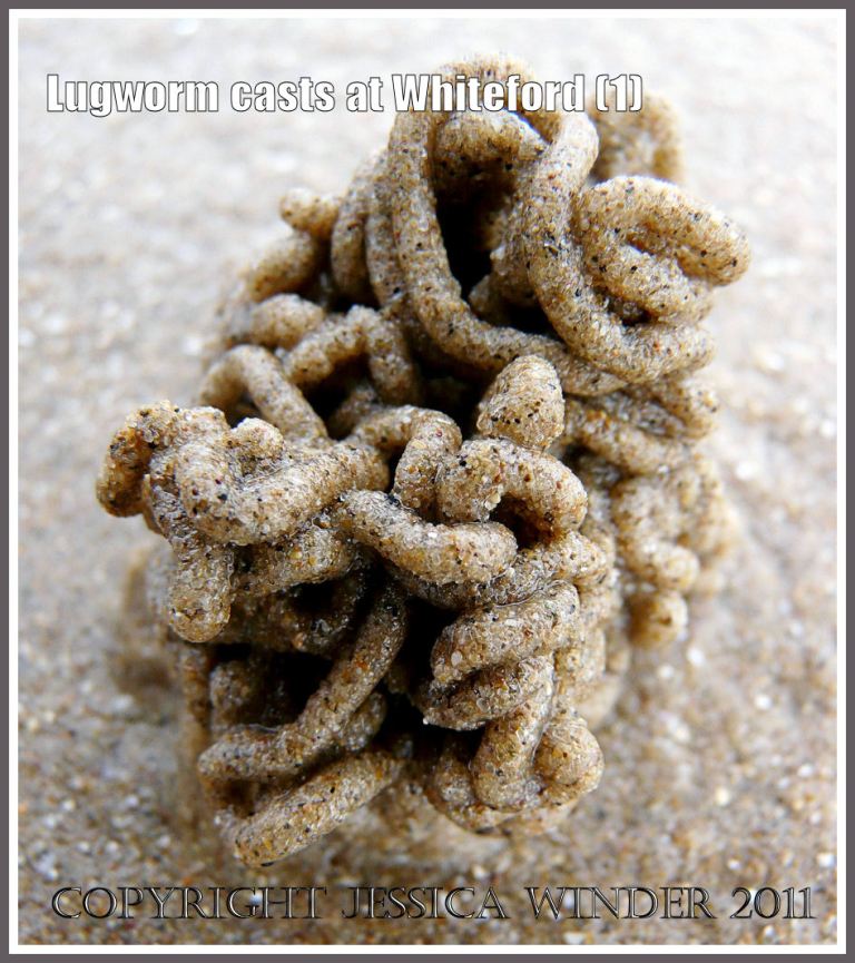 Lugworm cast on beach: Close-up of the natural pattern of sandy coils in a lugworm cast on the beach at Whiteford, Gower, South Wales (1)