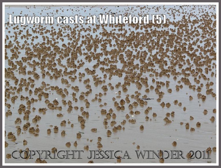 Patterns in nature: Natural abstract pattern of lugworm casts on wet sand at Whiteford Sands, Gower, South Wales (5)