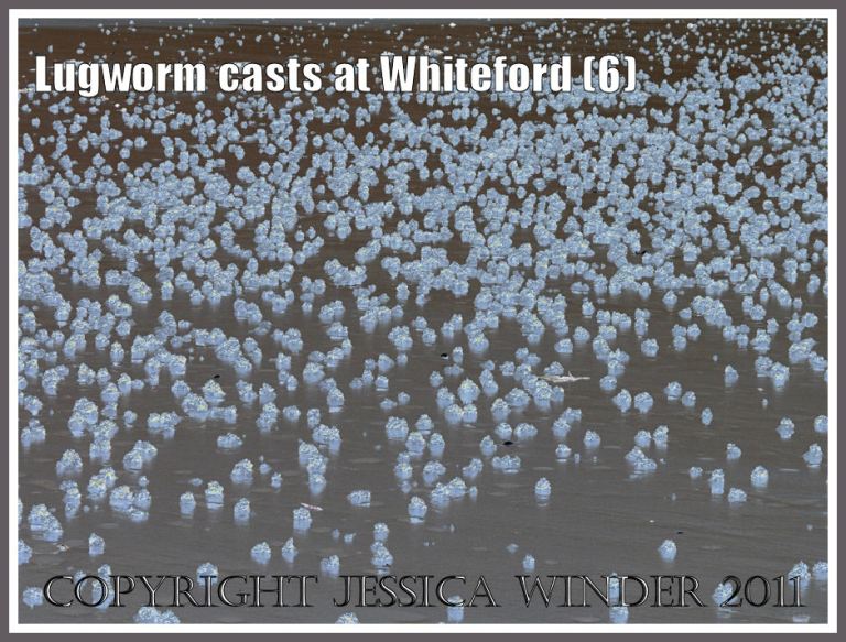 Pattern of lugworm casts: Digitally manipulated image of natural abstract pattern of lugworm casts on wet sand at Whiteford Sands, Gower, South Wales (6)