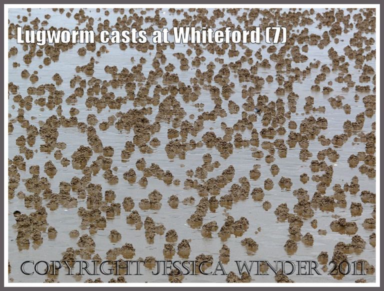 Natural abstract pattern of lugworm casts on wet sand at Whiteford Sands, Gower, South Wales (7)