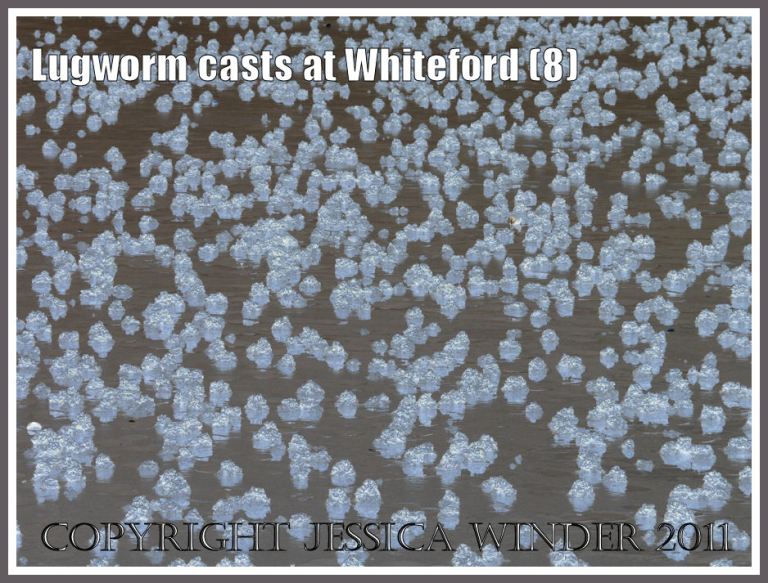 Pattern in nature: Digitally manipulated image of natural abstract pattern of lugworm casts on wet sand at Whiteford Sands, Gower, South Wales (8)