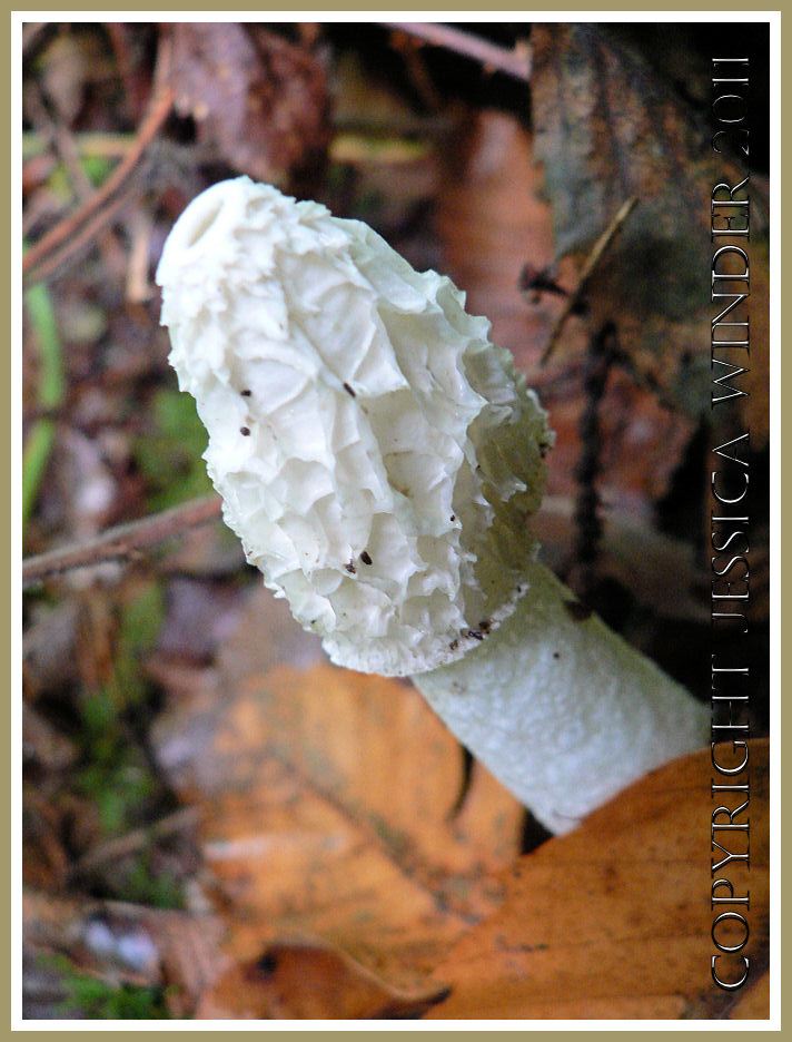 Stink Horn fungus, Phallus impudicus, amongst beech leaves, Dorset, UK (4)