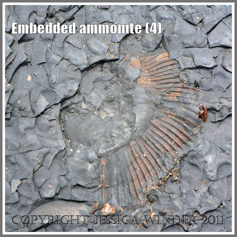 Ammonite fossil embedded in rock on the Jurassic Coast, Dorset, UK, - a spiral pattern in nature (4)