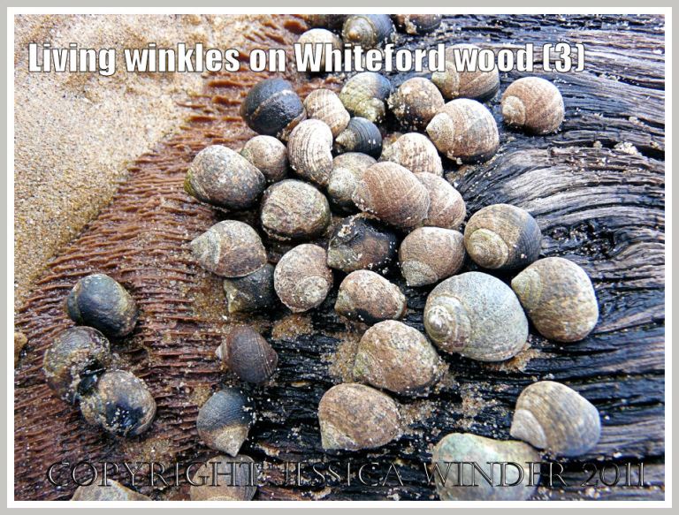 Winkles on wood at Whiteford Sands: Common winkles, Littorina littorea (Linnaeus), grazing on ancient wood at Whiteford Sands, Gower, South Wales, UK (3) 
