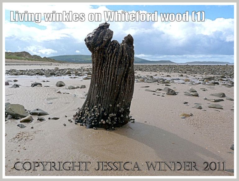 Common winkles, Littorina littorea (Linnaeus), grazing on ancient wood at Whiteford Sands, Gower, South Wales, UK (1)