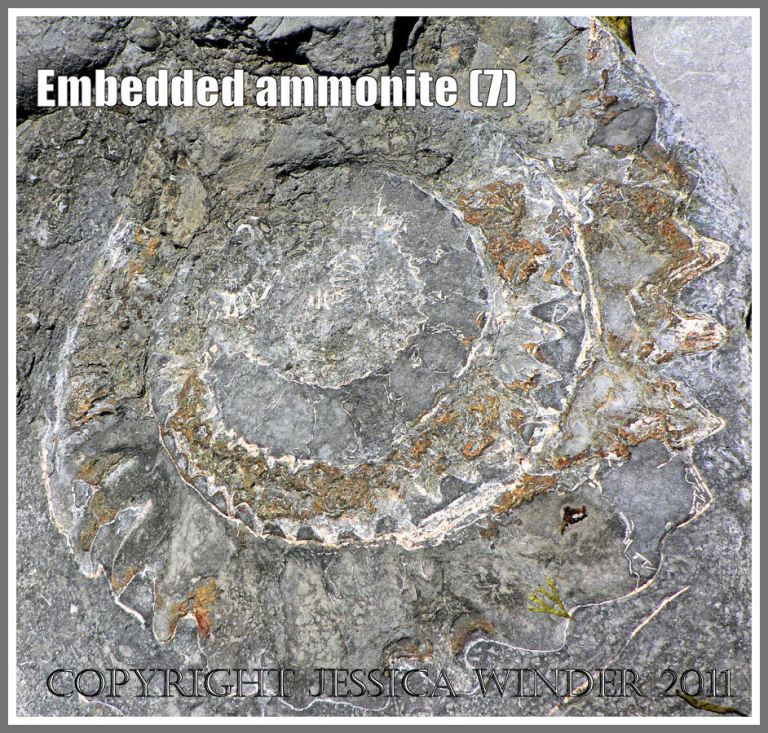 Ammonite fossil embedded in rock on the Jurassic Coast, Dorset, UK - a spiral pattern in nature (7)