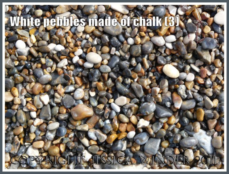 Wet pebbles of white chalk with grey flint and yellow chert on a Jurassic Coast beach (3)