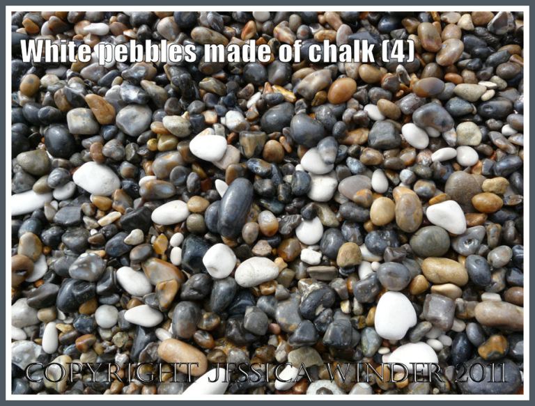Wet pebbles of white chalk, grey flint, and yellow chert on a Jurassic Coast seashore (4)