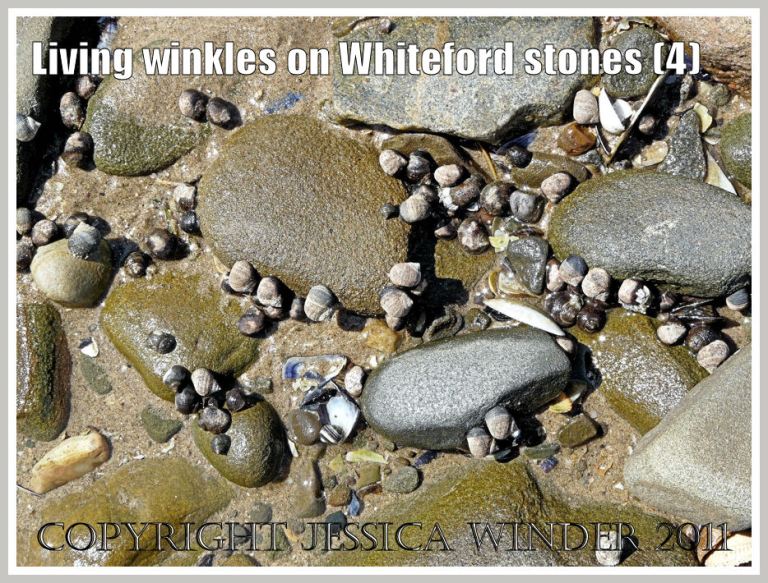 Living winkles on pebbles: Common winkles, Littorina littorea (Linnaeus), grazing on alga-covered pebbles at Whiteford Sands, Gower, South Wales, UK (4) 
