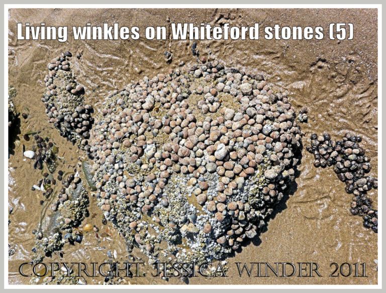 Living winkles on rock: Common winkles, Littorina littorea (Linnaeus), eating algae from boulders on the beach at Whiteford Sands, Gower, South Wales, UK (5) 