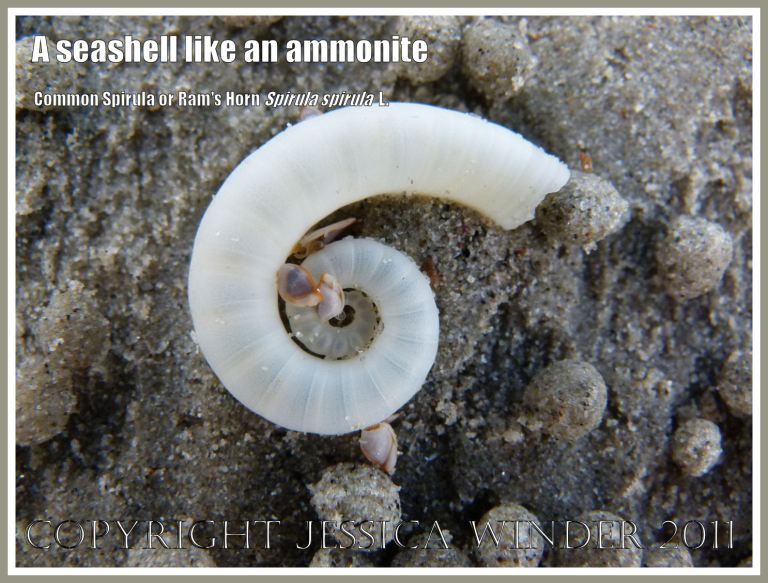 P1130603aBlog2 Empty shell of the marine Cephalopod mollusc Spirula spirula L. - Common Spirula or Ram's Horn, with sand pellets made by the Bubbler Crabs that burrow into the shore, on Myall beach, Cape Tribulation, in Far North Queensland, Australia (2) Empty shell of the marine Cephalopod mollusc Spirula spirula L. - Common Spirula or Ram's Horn, with sand pellets made by the Bubbler Crabs that burrow into the shore, on Myall beach, Cape Tribulation, in Far North Queensland, Australia (2)