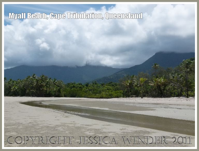 P1130661aBlog4 Myall Beach, Cape Tribulation, in Far North Queensland, Australia, where the empty shell of the marine Cephalopod mollusc Spirula spirula L. - Common Spirula or Ram's Horn, was found (4) Myall Beach, Cape Tribulation, in Far North Queensland, Australia, where the empty shell of the marine Cephalopod mollusc Spirula spirula L. - Common Spirula or Ram's Horn, was found (4)