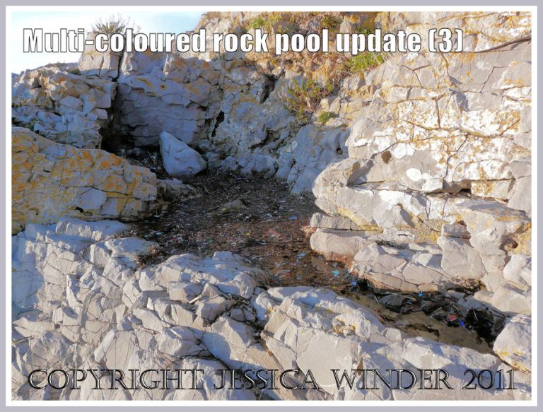 The rock pool filled again with plant remains and plastic by winter seas. January 2010 (3)