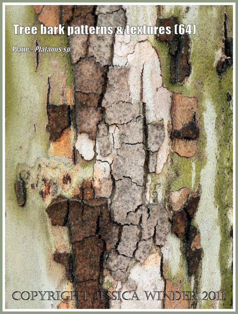 Bark pattern and texture in the Plane tree (64)