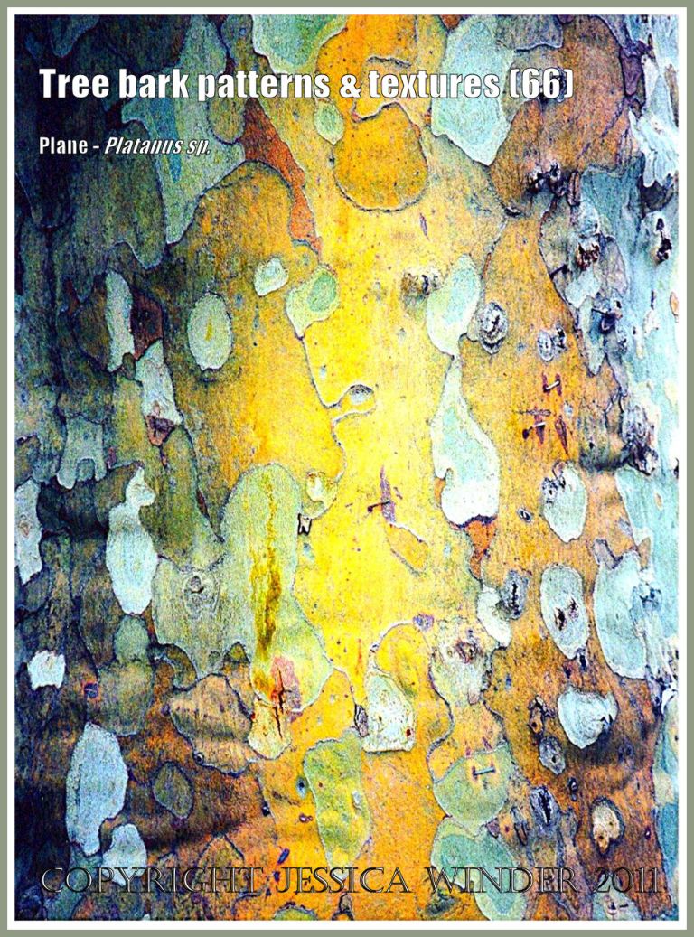 Bark pattern and texture in the Plane tree (66)
